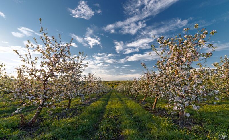 Яблоневые сады под Белёвом фото превью