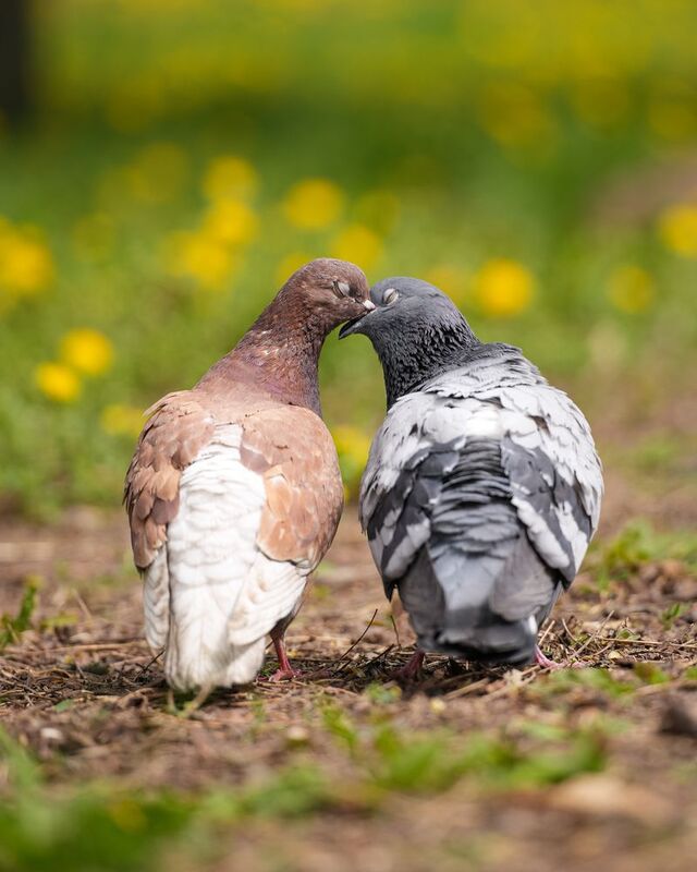 Голубиная романтика фото превью