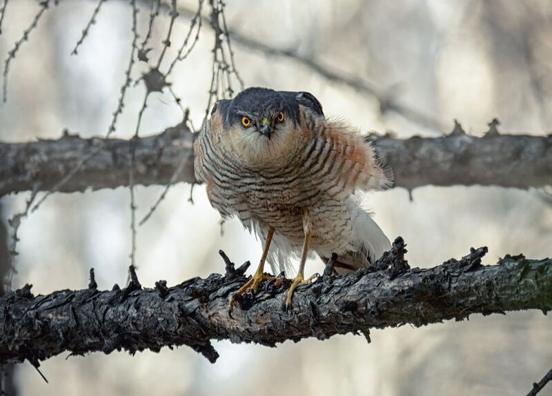 птица, ястреб, перепелятник, самец, Боец! фото превью