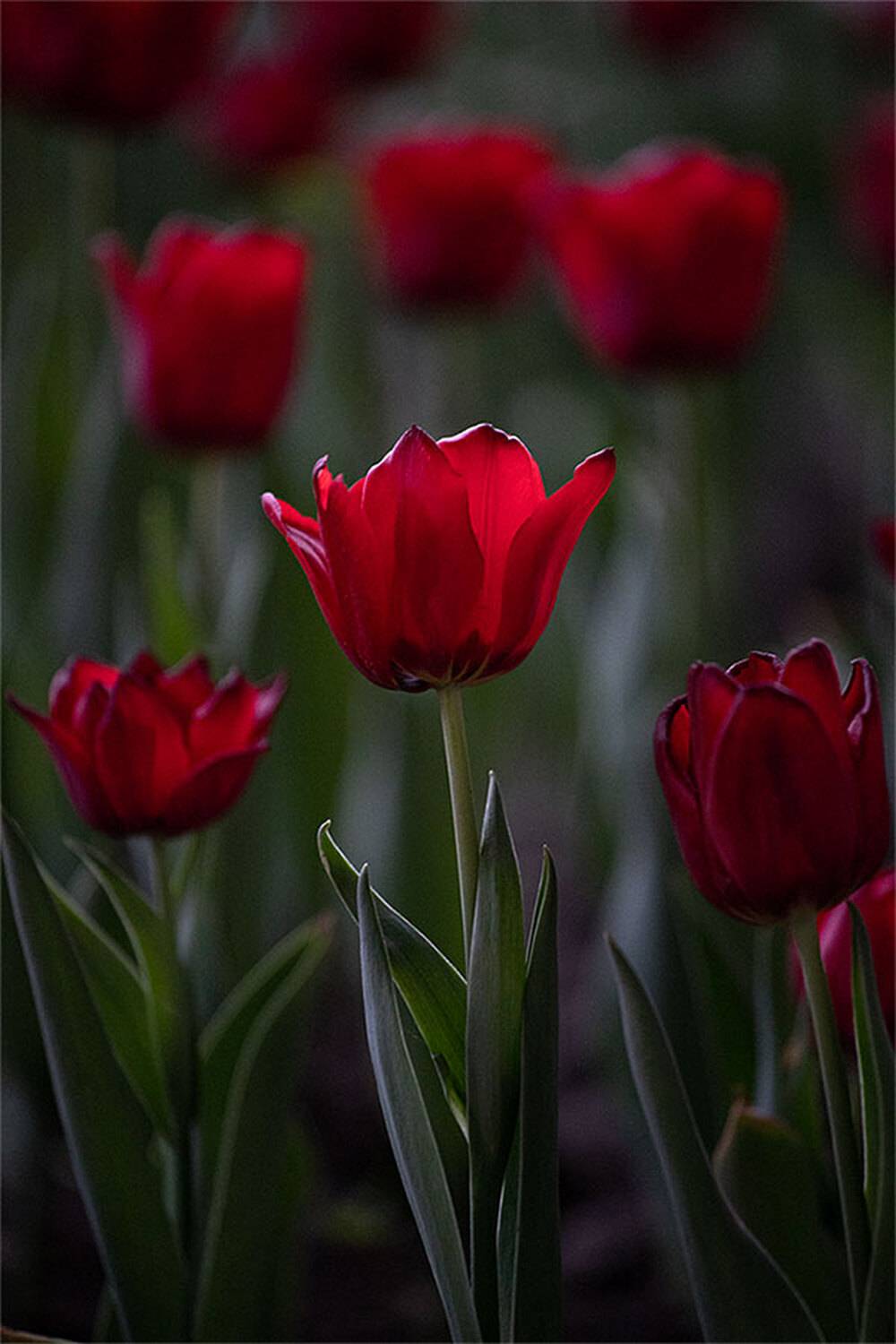 , Чудинин Дмитрий