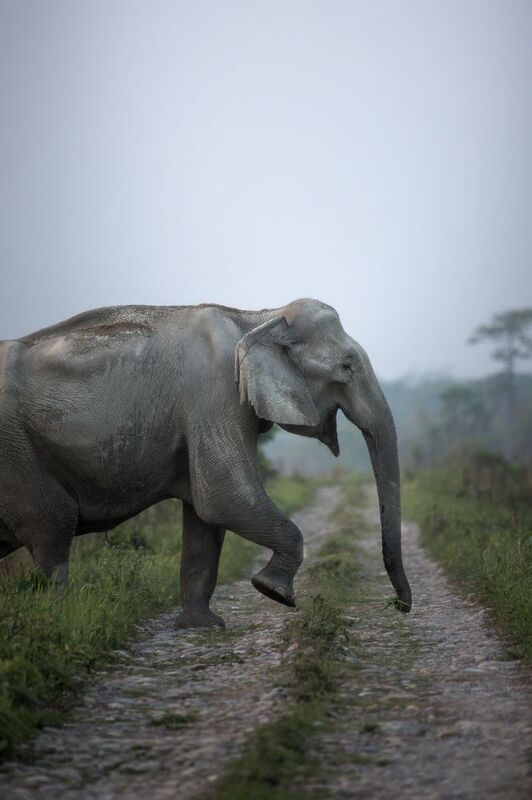 Asiatic Wild Elephant фото превью