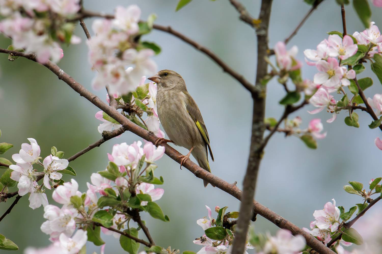 , Морозов Сергей