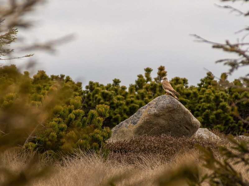 Falco tinnunculus фото превью