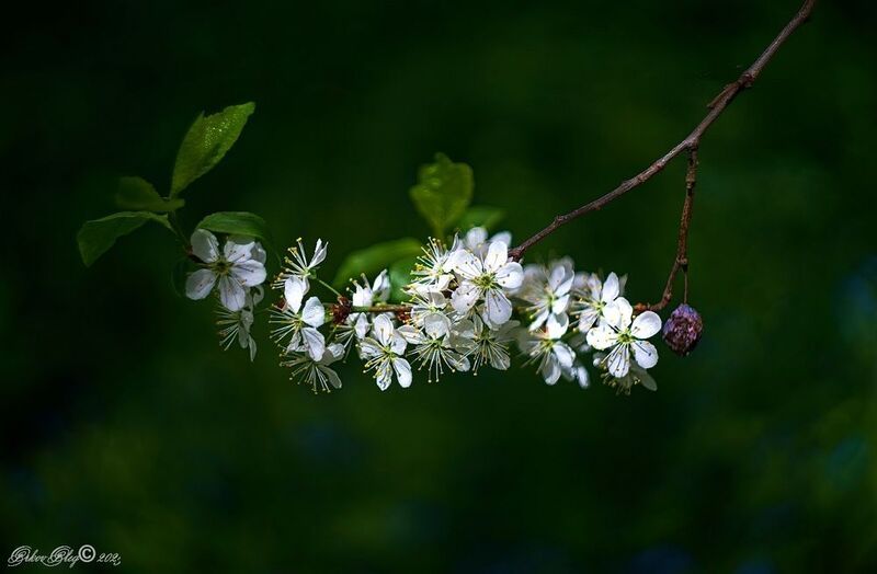 Слива.... фото превью