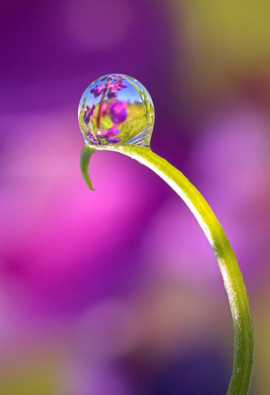 Капелька фото превью