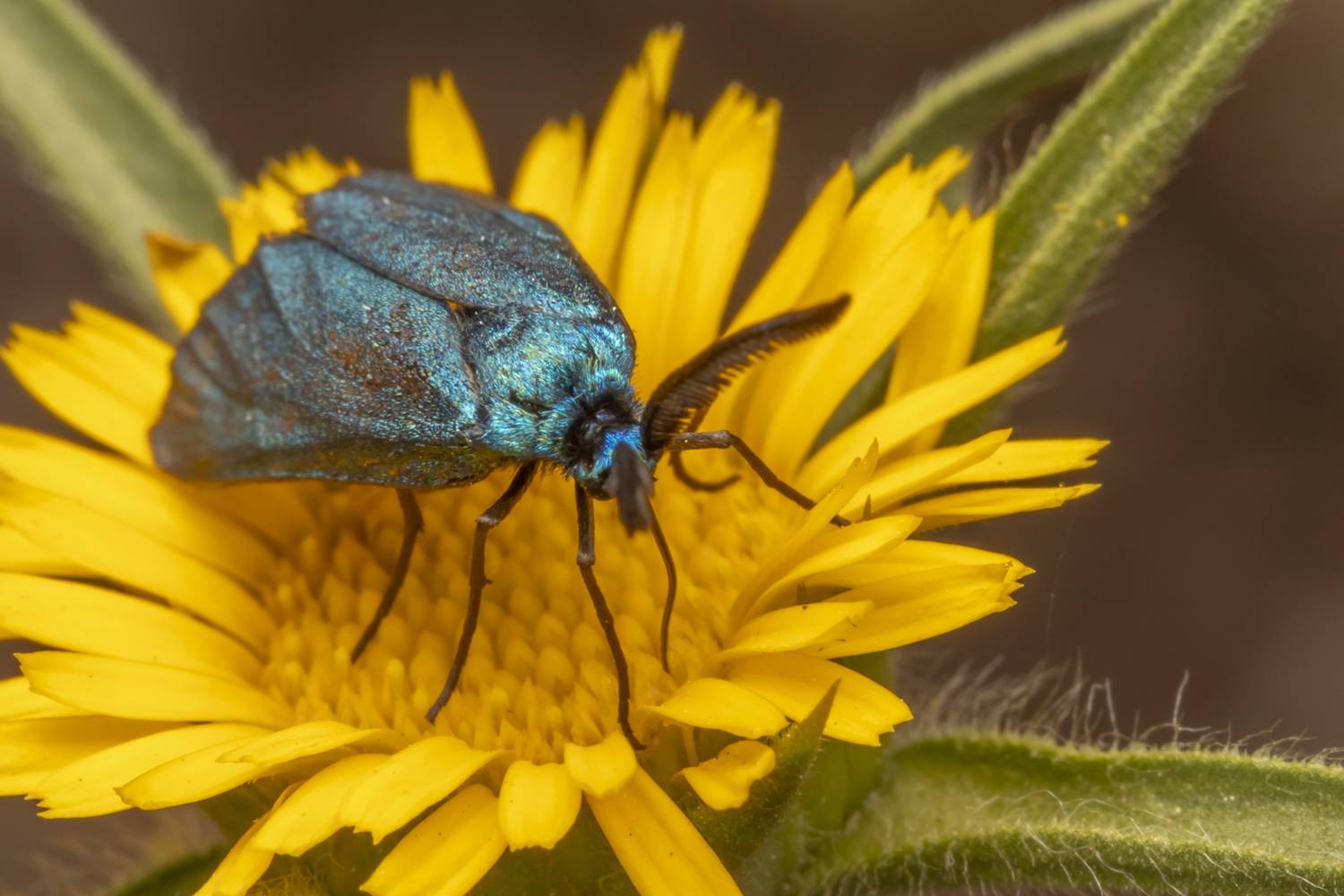 #macro #insects #nature #closeup, Nikolay Tatarchuk