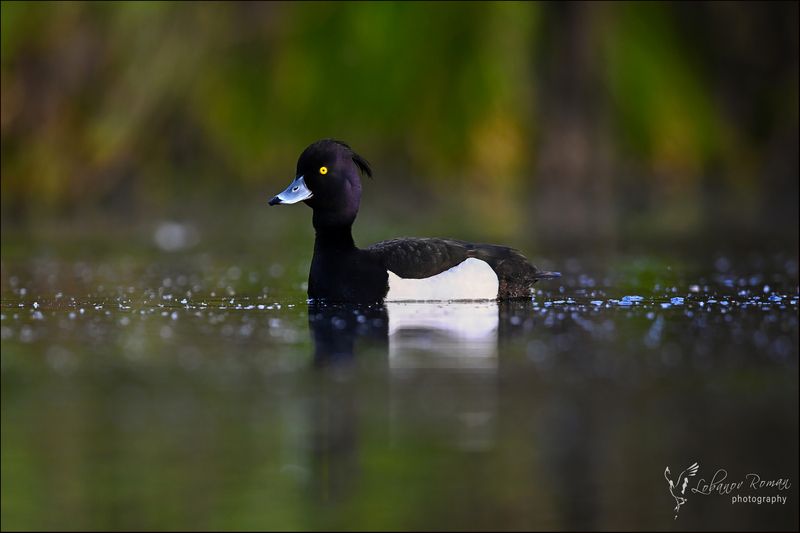 Хохлатая чернеть фото превью