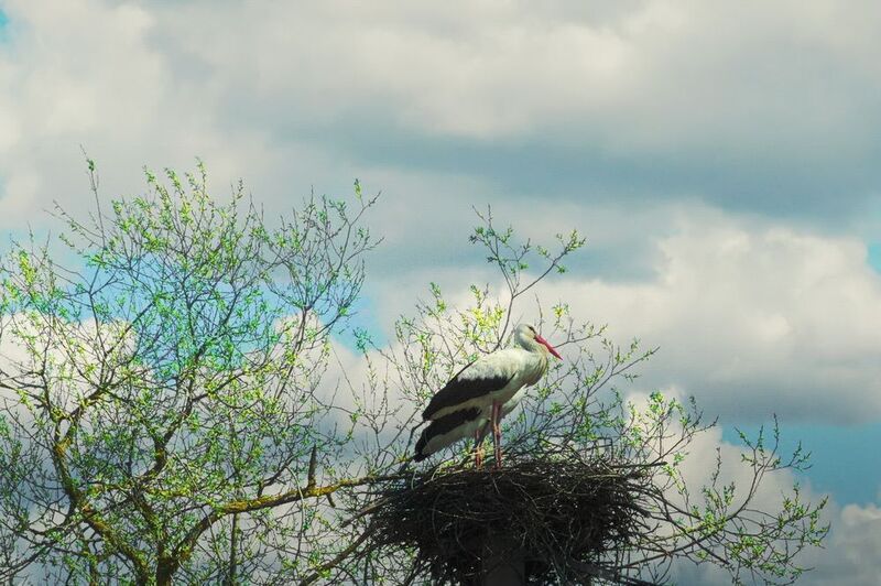 Весенние заботы фото превью