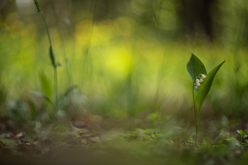 ландыши, весна, свет, лес, макро, природа, воронеж, геннадий мещеряков, nikon d 850, гелиос-40-2 1,5/85 никон. Волшебным светом озарив... фото превью