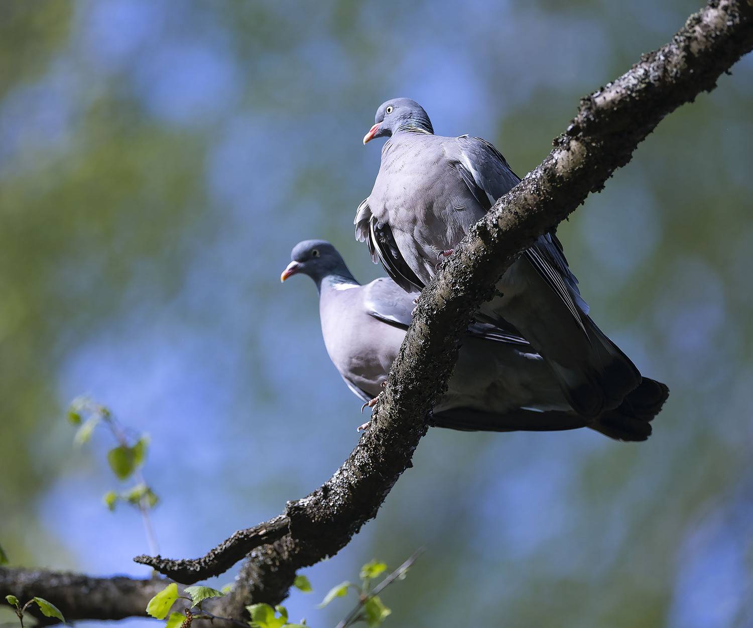 вяхири, лесные, лес, природа,birds,forest, nature, Стукалова Юлия