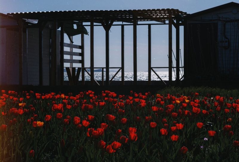 утро, весна, цветение, пейзаж, тюльпаны, море, алое, красное, атмосферное, красота, великолепие, город, винтажная оптика, мануальное, гелиос 44-2, helios 44-2, эксперимент, экспериментальное, керченская весна, керчь, крым, россия Утро в царстве апрельских тюльпанов. фото превью