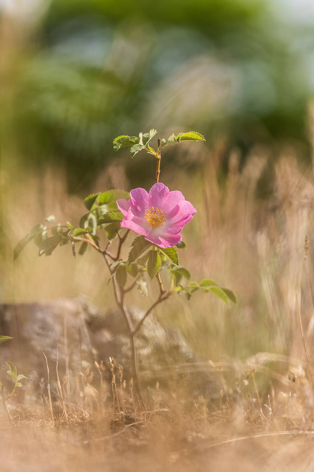 , Илья Михеев