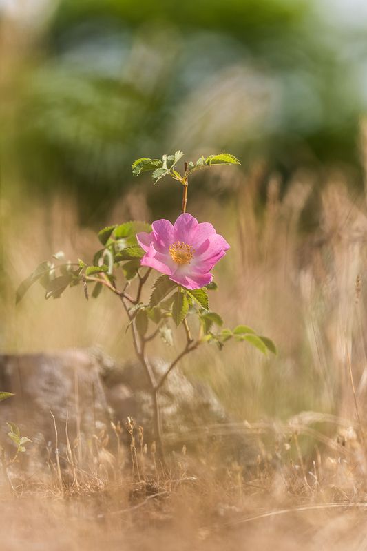 Степная роза - шиповник фото превью