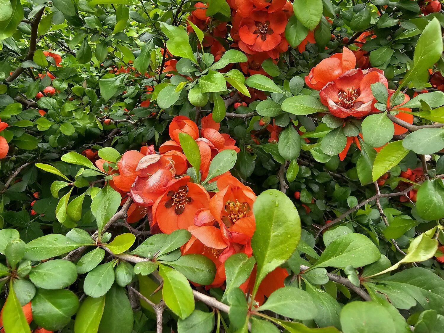 , Мария Яковлева