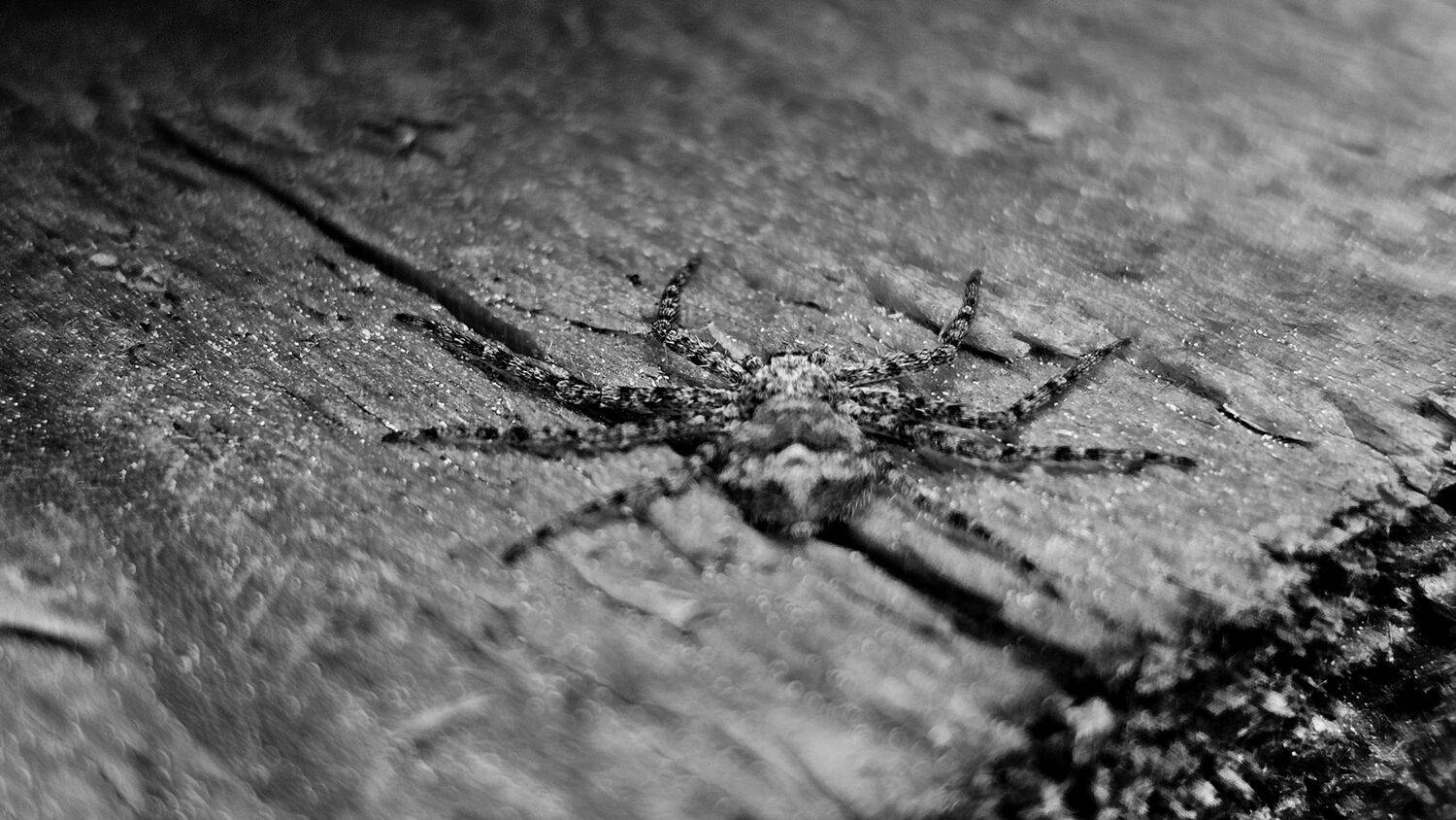 , Мария Яковлева