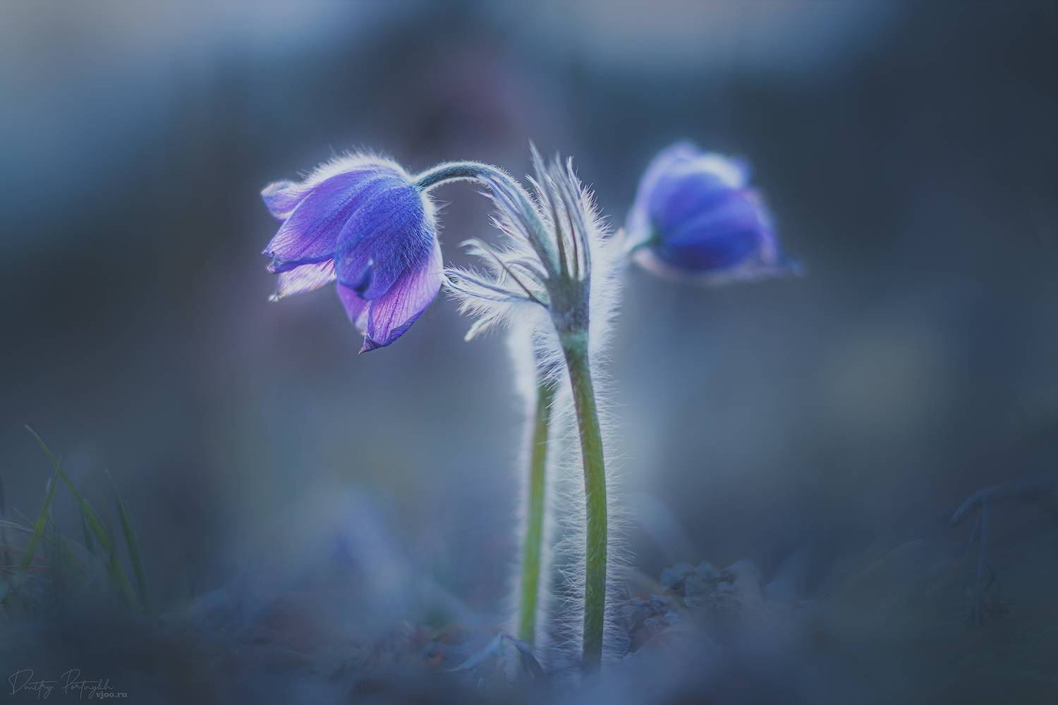 , Портных Дмитрий