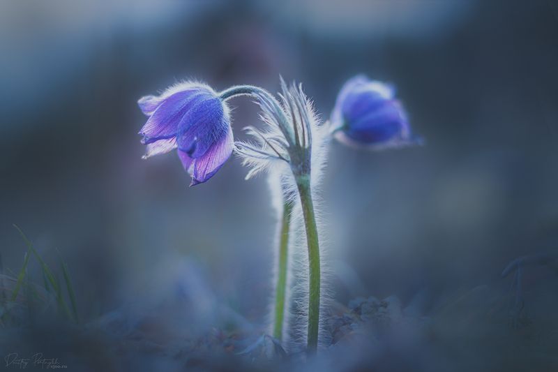 Ургульки фото превью