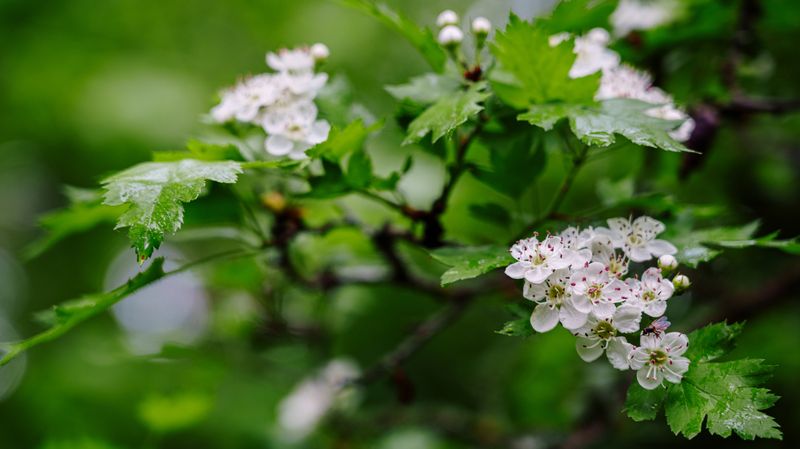 Боярышник фото превью