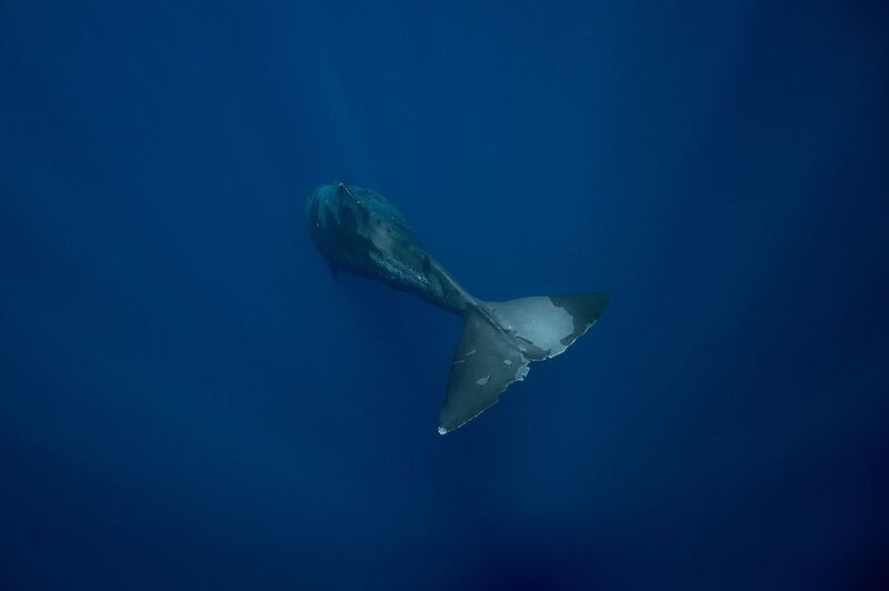 Descending фото превью