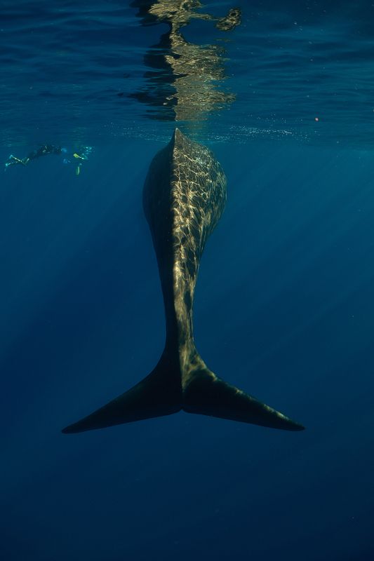 Tail / Хвост фото превью