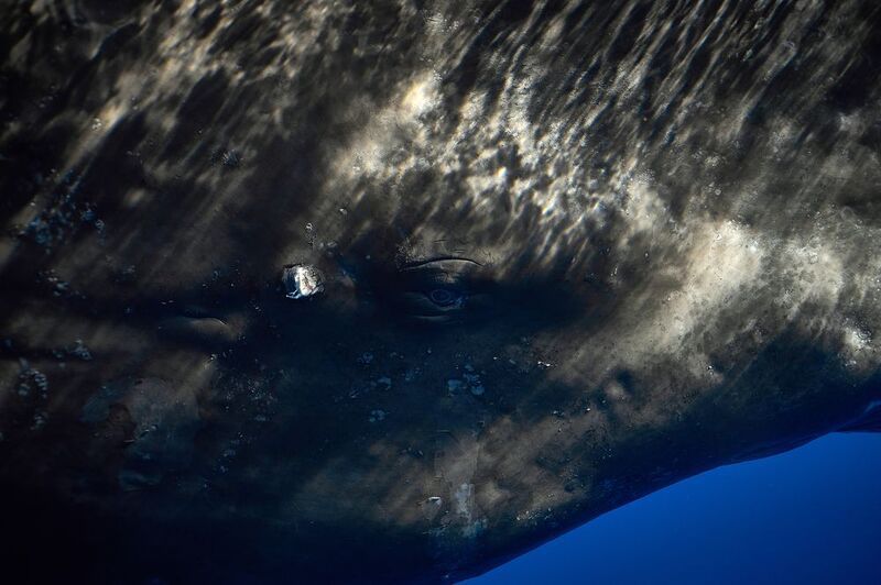 Портрет кашалота фото превью