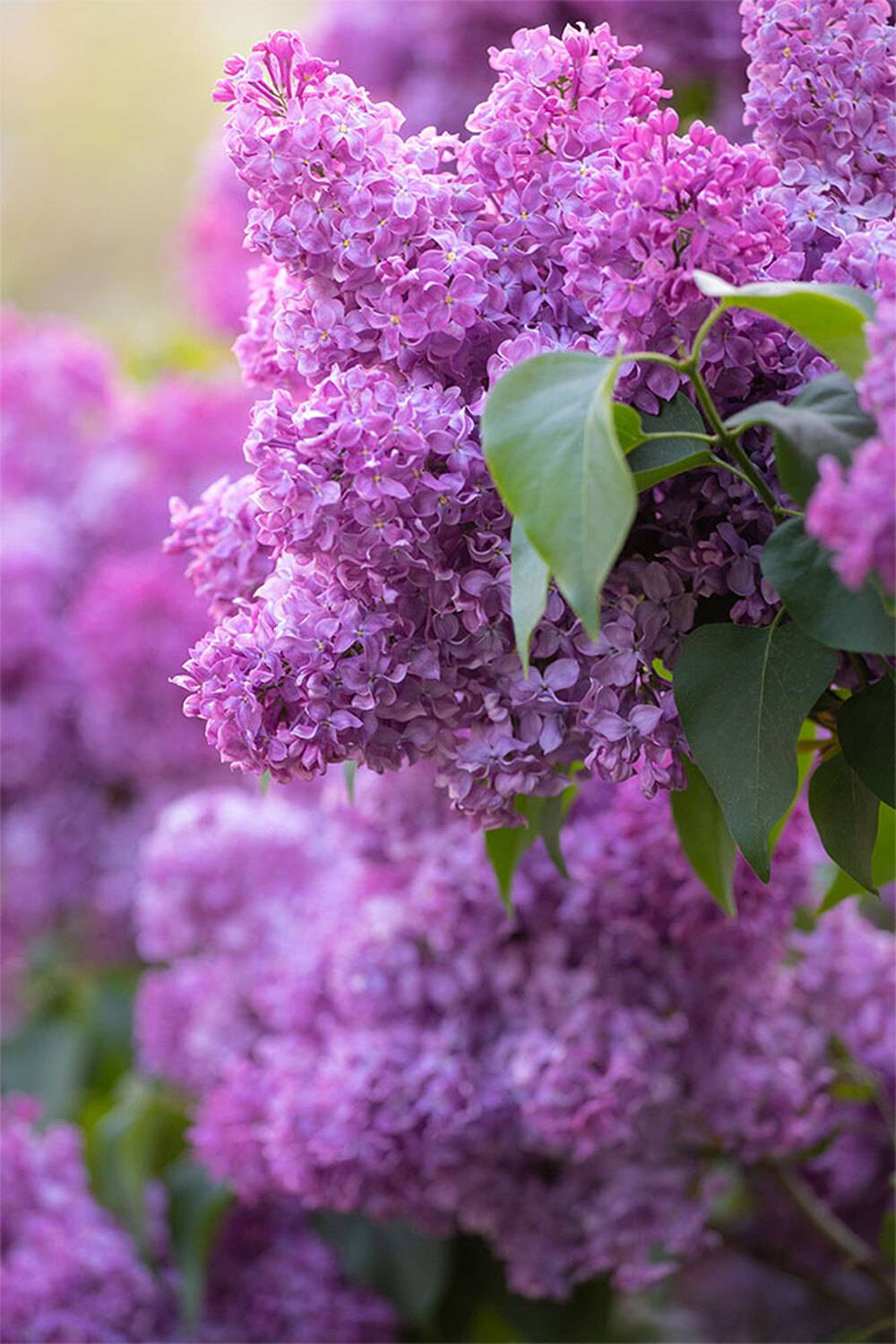 , Чудинин Дмитрий