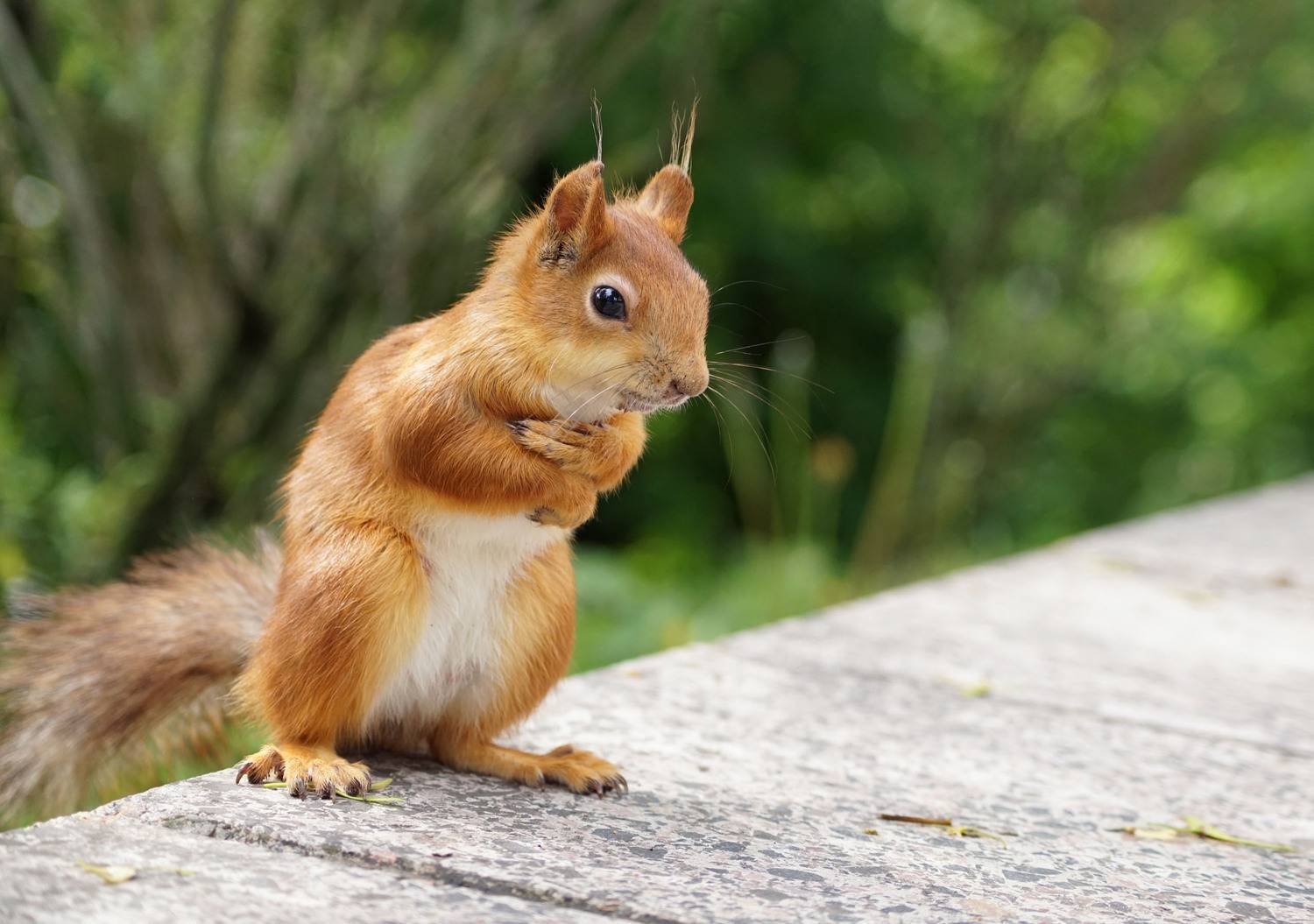 Белка, Чепленко Алексей