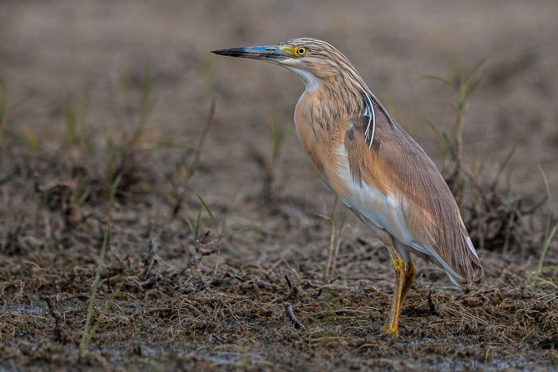 птицы, животные, дикая природа, birds, animal, wildlife Squacco Heron-Ardeola Ralloides фото превью
