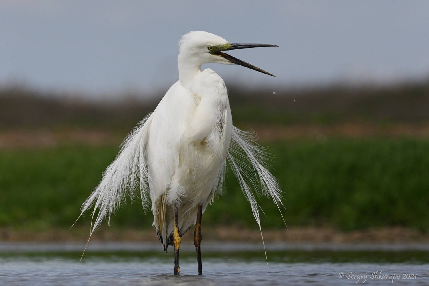 Большая белая цапля, Сергей Шкарупо