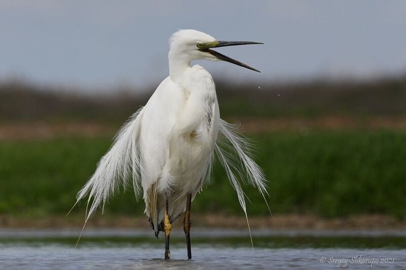 Сердитая большая белая цапля фото превью