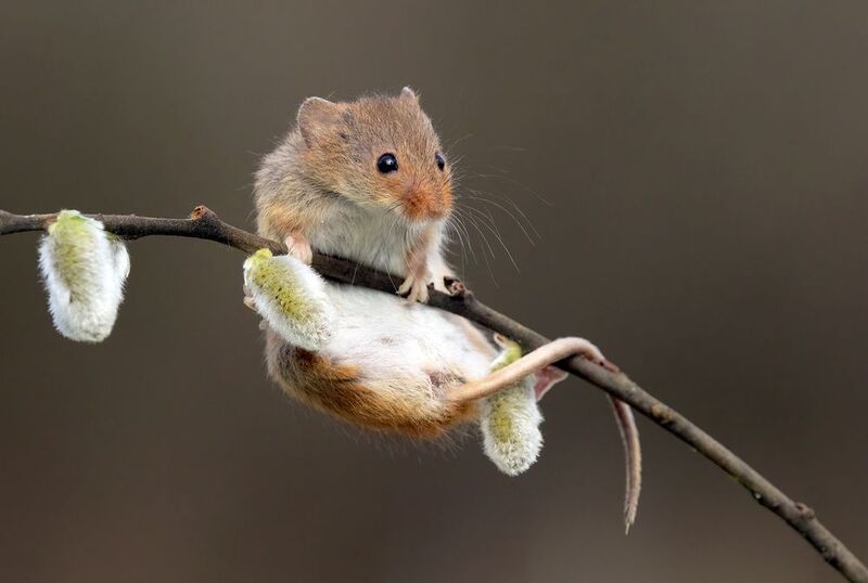 harvest mouse, mouse, rodent, animals, nature, wildlife, canon Ups...... фото превью