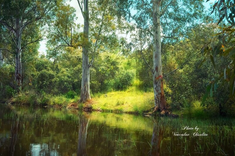 #природа #живописно #поход #пейзаж #тишина #свежийвоздух #диканатура #поток #зелень #вода #природнаямагия #nature #greenescape #hikingadventures #naturevibes #wildwater #earthmood #sereneviews #landscape_lovers #wanderlust #freshair #calmplace Зелёный покой ?? фото превью