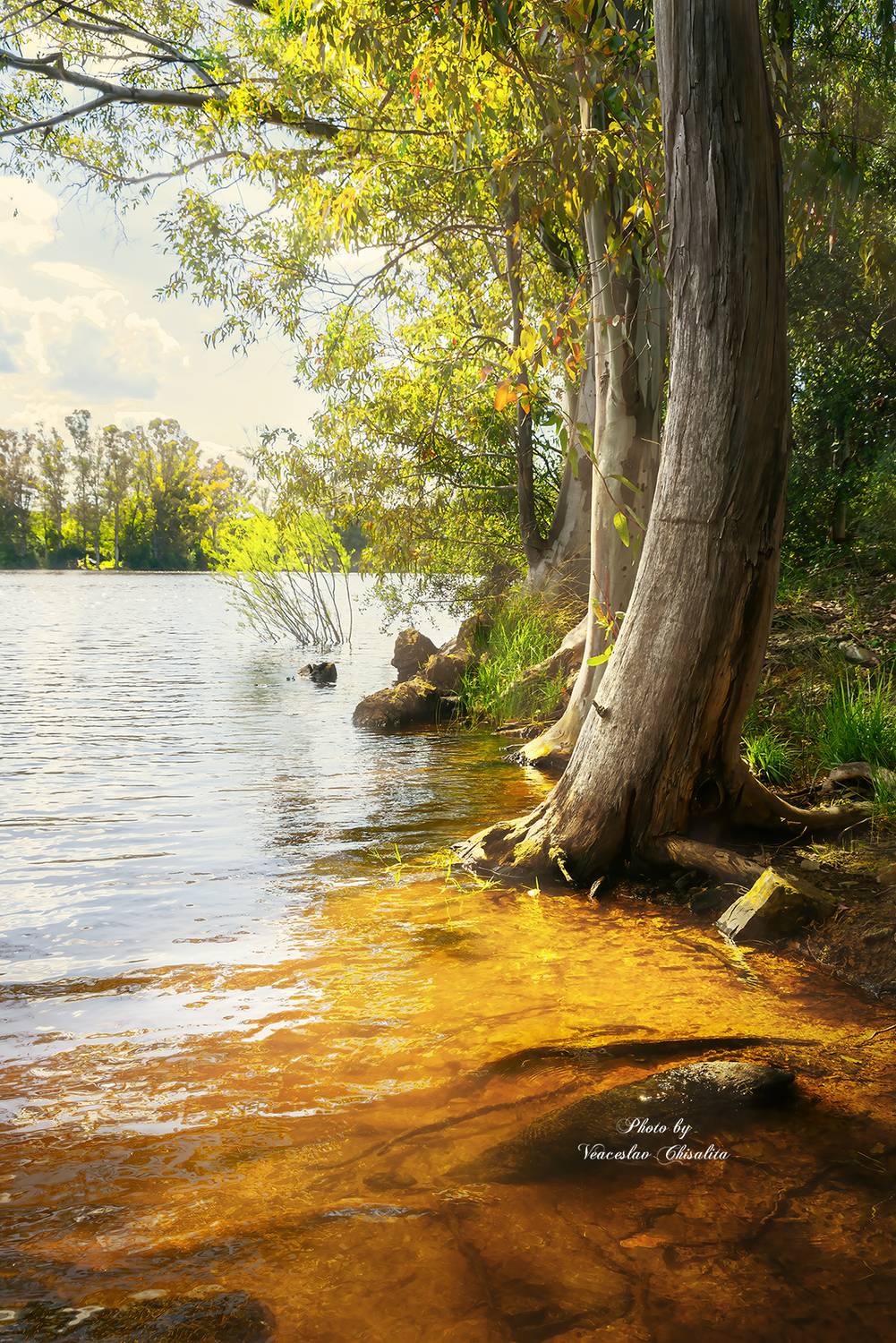 #природа #горныйручей #живописно #горы #поход #летовгорах #пейзаж #тишина #свежийвоздух #диканатура #поток #зелень #вода #горнаярека #природнаямагия #nature #mountainstream #greenescape #hikingadventures #naturevibes #wildwater #earthmood #sereneviews #la, Veaceslav Chisalita