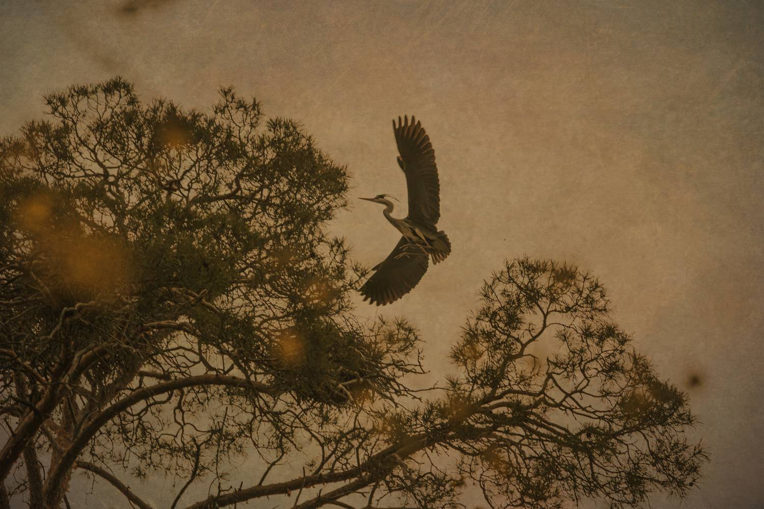 цапля, япония, хокку , Сагдиева Эльвира