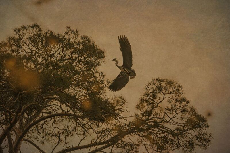 цапля, япония, хокку  Хокку фото превью