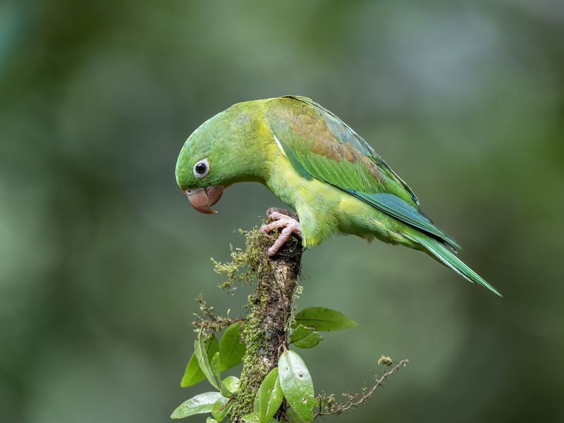 Orange-chinned Parakeet