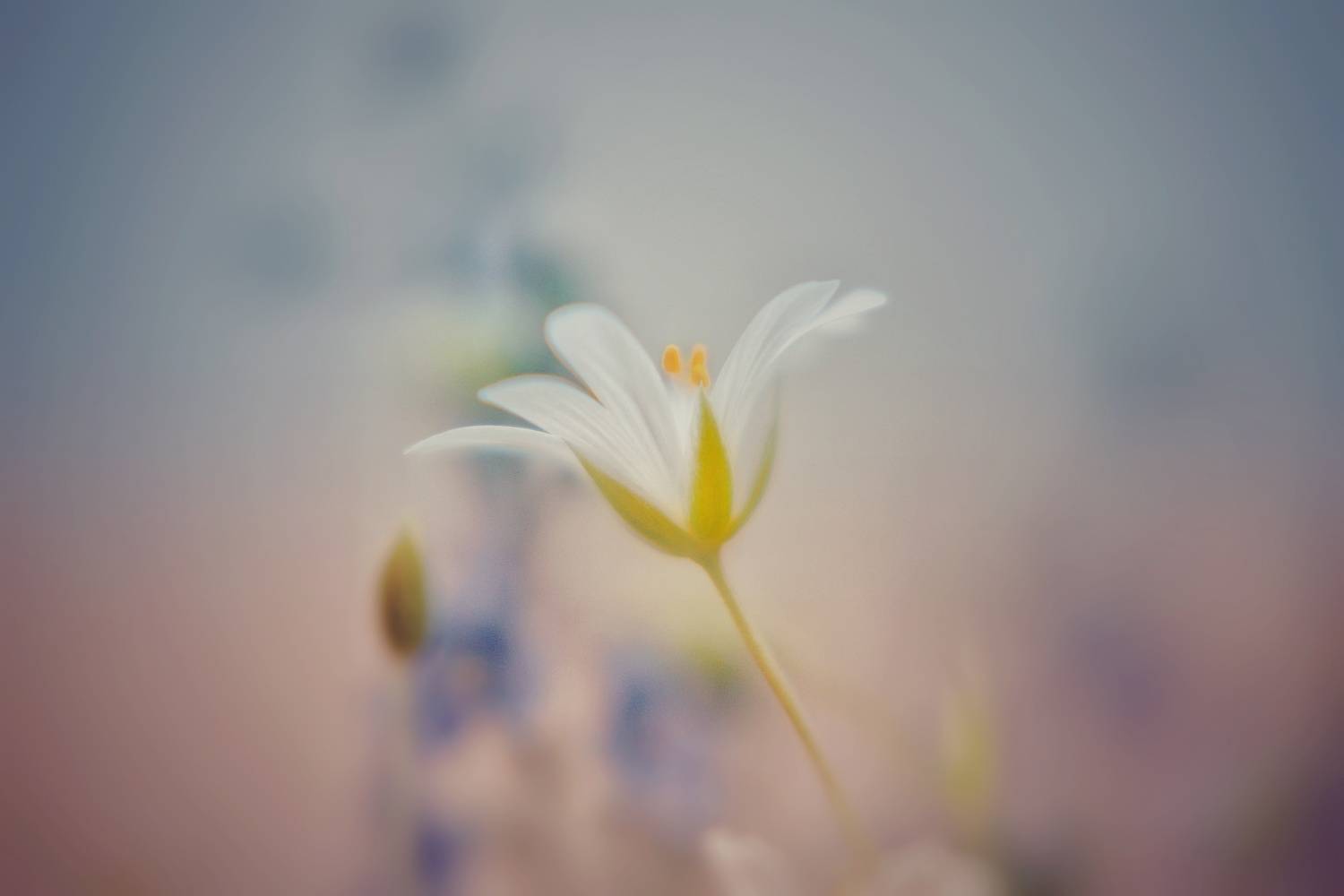 , Юлияна Стоянова