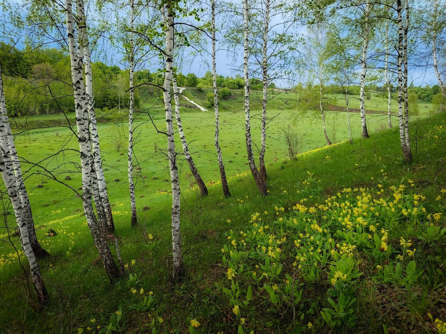 , Кондрашова Светлана