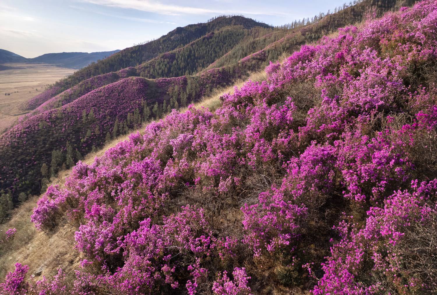 тува, республика тыва,  siberia, тайга, nerozya, russia, tuva, travel, маральник, russia, Нерозя Александр