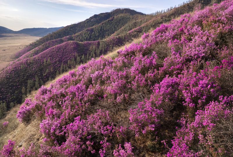 тува, республика тыва,  siberia, тайга, nerozya, russia, tuva, travel, маральник, russia Маральник фото превью