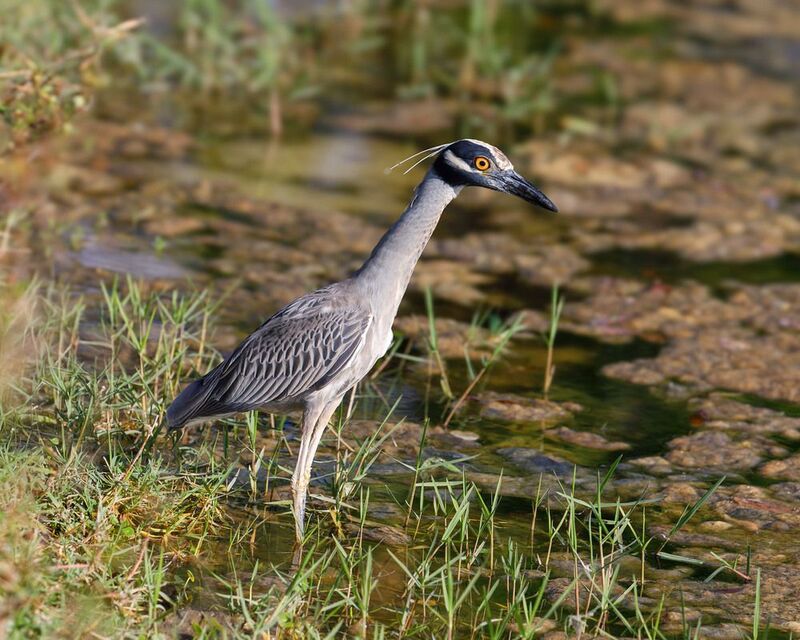 Желтая коронованная ночная цапля (Yellow crowned night heron) фото превью