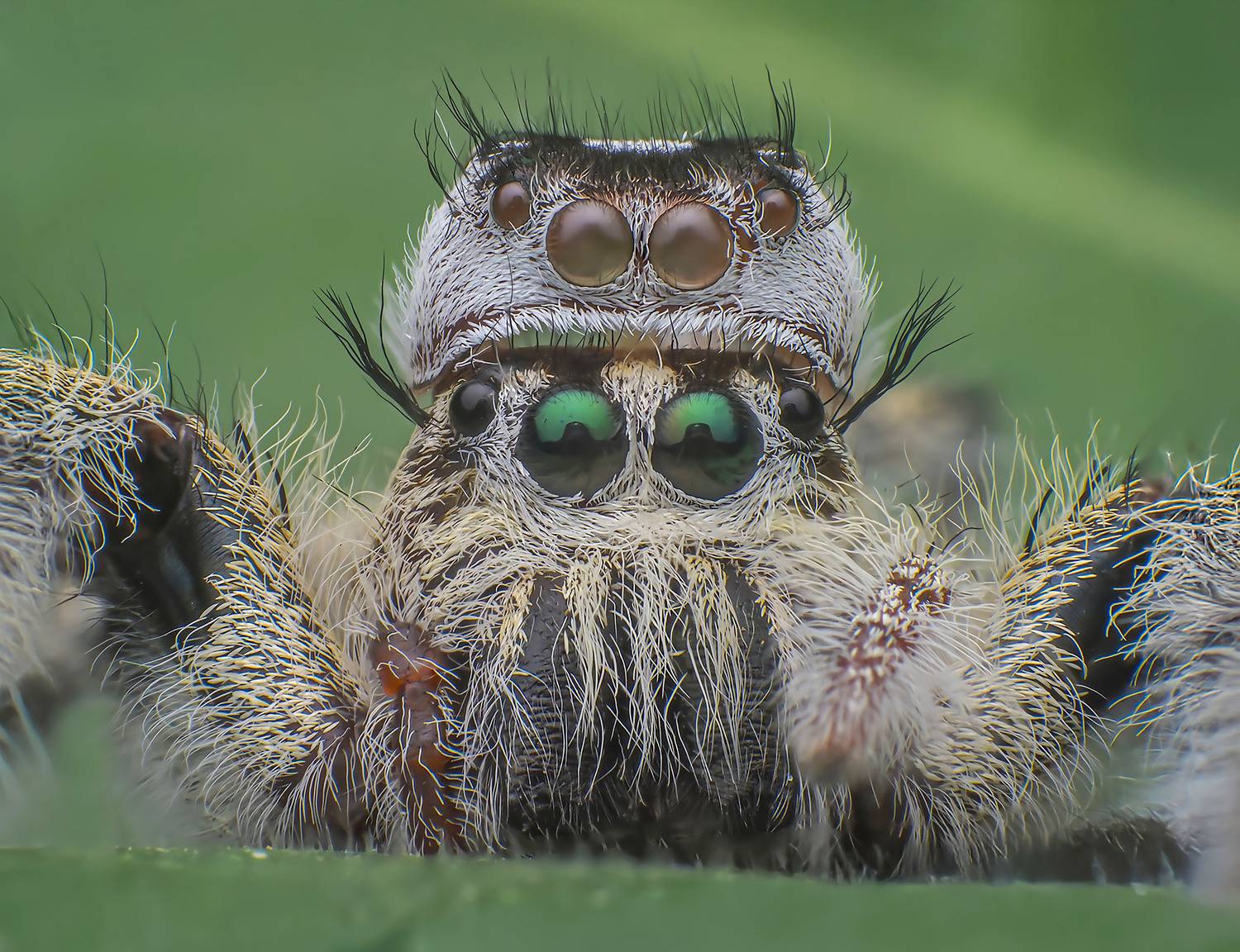 macro, nature, spider, insects, Celis Norman