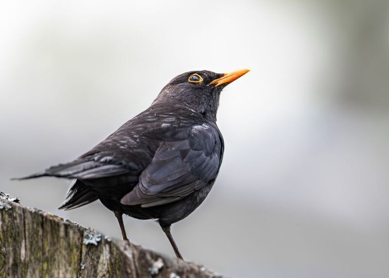 Этюды с черным дроздом фото превью