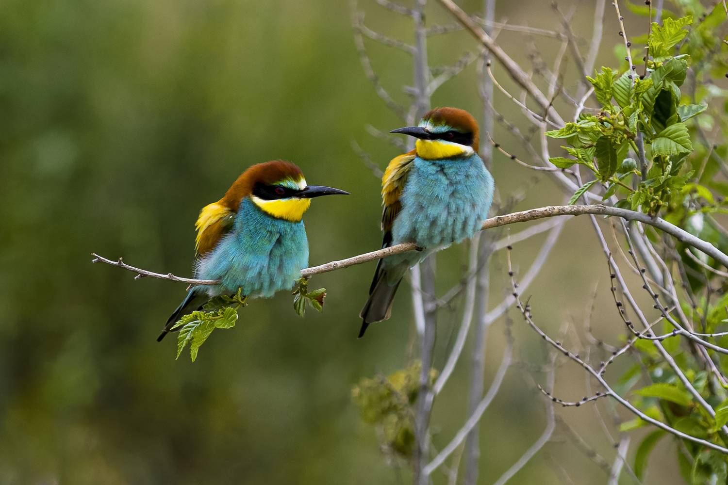 природа, Валерий Черняк