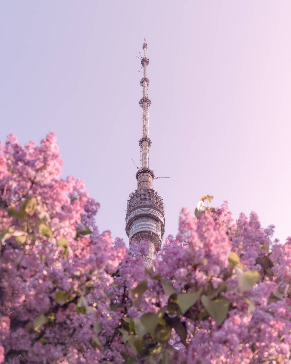 москва, весна, сирень, архитектура, останкино, moscow, spring, останкинская башня, Мазурева Анастасия