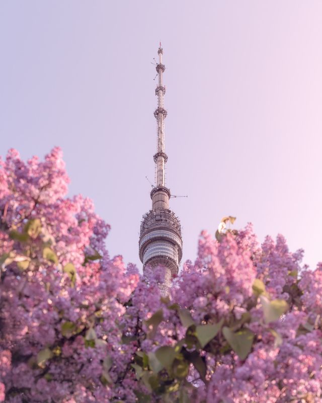 москва, весна, сирень, архитектура, останкино, moscow, spring, останкинская башня Останкинская телебашня фото превью