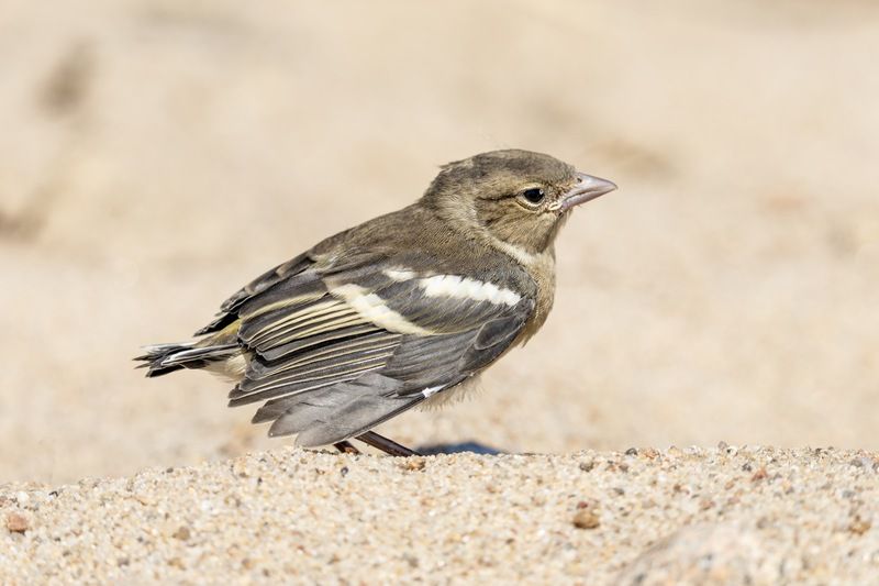 Слеток, зяблик, птицы Слеток зяблика фото превью