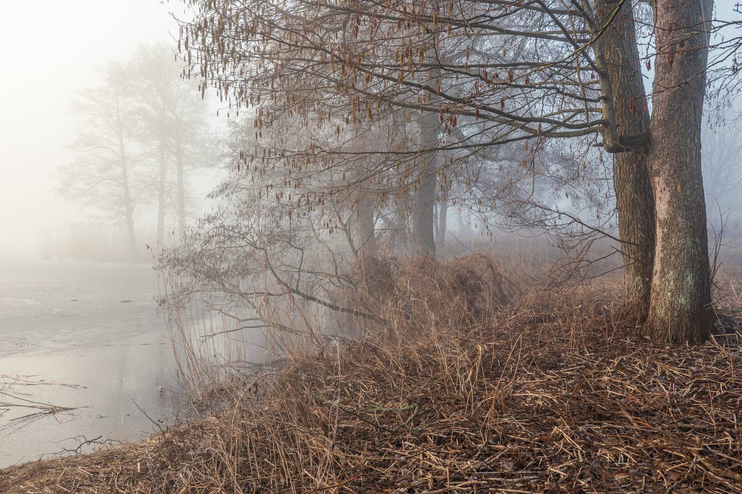, Гордон Николай
