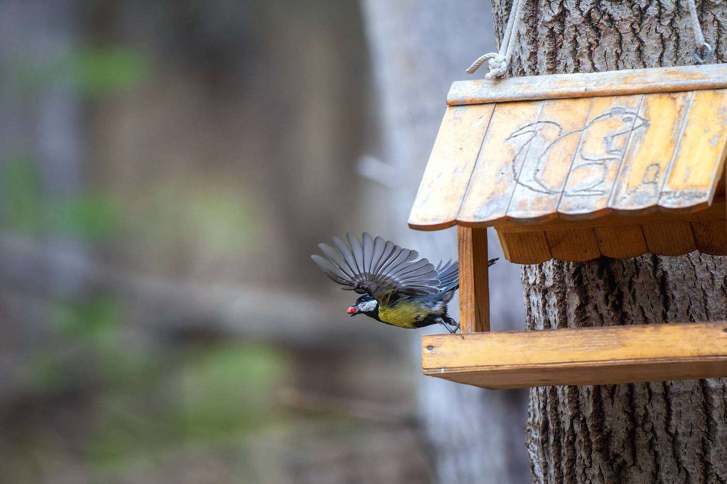 пермский край, птицы, фотоохота, природа, синица, Кузнецов Кирилл
