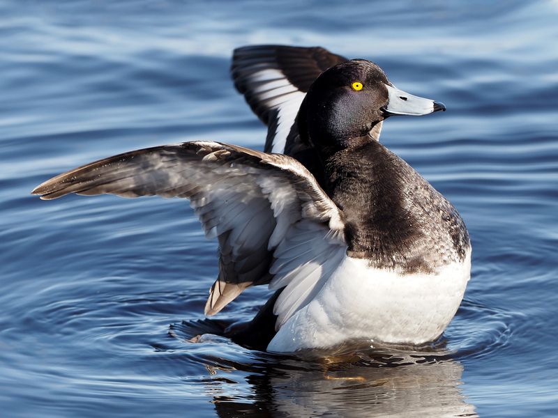 Чернеть хохлатая фото превью